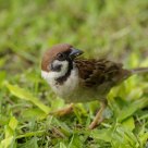 Eurasian Tree-sparrow